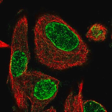 Anti-ADPRH antibody produced in rabbit Prestige Antibodies&#174; Powered by Atlas Antibodies, affinity isolated antibody