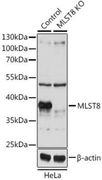 Anti-MLST8 antibody produced in rabbit