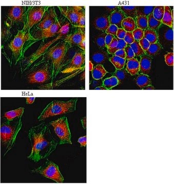 Anticorps anti-LAMP-1 (CD107a) from rabbit, purified by affinity chromatography