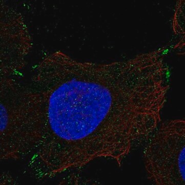 Anti-PCDHGB1 antibody produced in rabbit Prestige Antibodies&#174; Powered by Atlas Antibodies, affinity isolated antibody