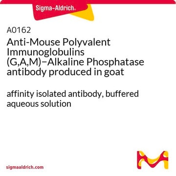 Anti-Mouse Polyvalent Immunoglobulins (G,A,M)&#8722;Alkaline Phosphatase antibody produced in goat affinity isolated antibody, buffered aqueous solution