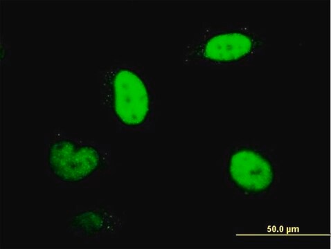 Monoclonal Anti-RNUT1 antibody produced in mouse clone 2B2-1B4, purified immunoglobulin, buffered aqueous solution