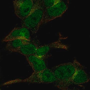 Anti-ZC3H6 antibody produced in rabbit Prestige Antibodies&#174; Powered by Atlas Antibodies, affinity isolated antibody