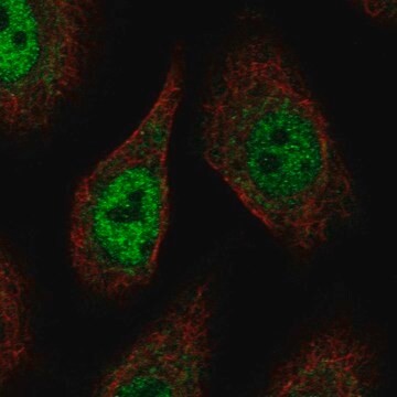 Anti-PCDHAC2 antibody produced in rabbit Prestige Antibodies&#174; Powered by Atlas Antibodies, affinity isolated antibody