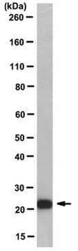 Anti-Mad2 Antibody, clone AS55-A12 clone AS55-A12, from mouse