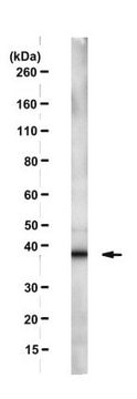 Anti-DKK2 Antibody, clone 5F8 clone 5F8, from mouse