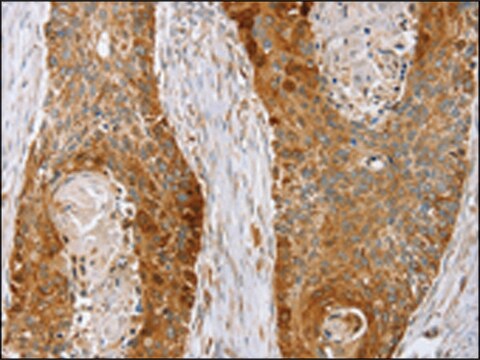 Anti-LMO4 affinity isolated antibody