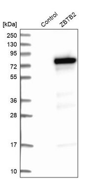 Anti-ZBTB2 antibody produced in rabbit Prestige Antibodies&#174; Powered by Atlas Antibodies, affinity isolated antibody, buffered aqueous glycerol solution, Ab1