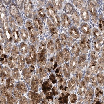 Anti-C9ORF152 antibody produced in rabbit Prestige Antibodies&#174; Powered by Atlas Antibodies, affinity isolated antibody, buffered aqueous glycerol solution