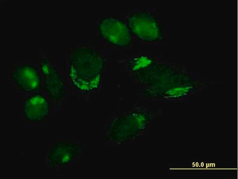 Anti-B4GALT4 antibody produced in mouse purified immunoglobulin, buffered aqueous solution