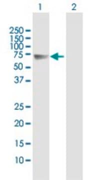 Anti-FSTL4 antibody produced in mouse purified immunoglobulin, buffered aqueous solution