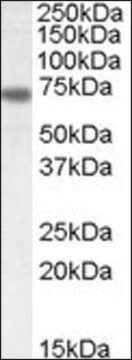 Anti-NTN1 (C-terminal) antibody produced in goat affinity isolated antibody, buffered aqueous solution