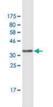 Monoclonal Anti-EIF3A, (N-terminal) antibody produced in mouse clone 2G4, purified immunoglobulin, buffered aqueous solution