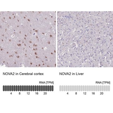 Anti-NOVA2 antibody produced in rabbit Prestige Antibodies&#174; Powered by Atlas Antibodies, affinity isolated antibody, buffered aqueous glycerol solution