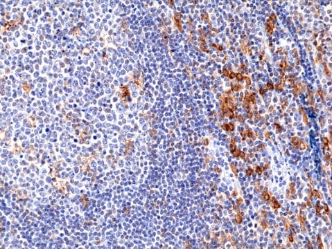 Anti-CD33 Rabbit Monoclonal Antibody clone RM398, affinity purified immunoglobulin