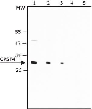 Anti-CPSF4 antibody produced in rabbit ~1.0&#160;mg/mL, affinity isolated antibody