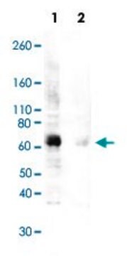 Monoclonal Anti-ZAP70/SYK (phospho Y493/Y526) antibody produced in rabbit clone H11