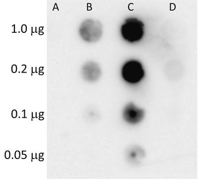 Anti-Histone H3R2me2a Antibody, clone 18F3