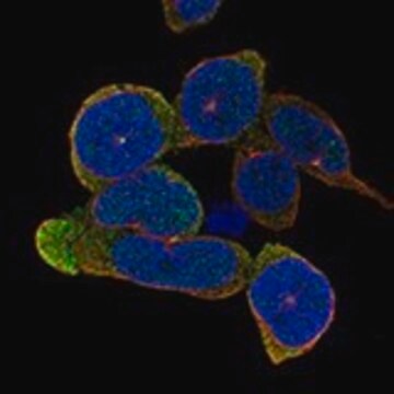 Anti-TLR10 antibody produced in rabbit Prestige Antibodies&#174; Powered by Atlas Antibodies, affinity isolated antibody, buffered aqueous glycerol solution