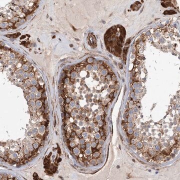 Anti-LRRC56 antibody produced in rabbit Prestige Antibodies&#174; Powered by Atlas Antibodies, affinity isolated antibody, buffered aqueous glycerol solution