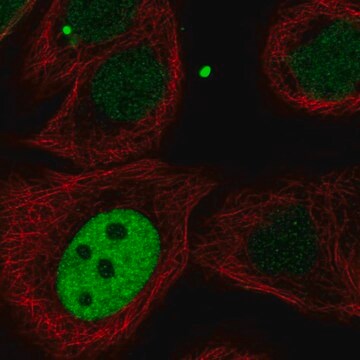 Anti-KIF23 antibody produced in rabbit Prestige Antibodies&#174; Powered by Atlas Antibodies, affinity isolated antibody