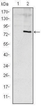 Monoclonal Anti-APOE antibody produced in mouse clone 1H4, ascites fluid