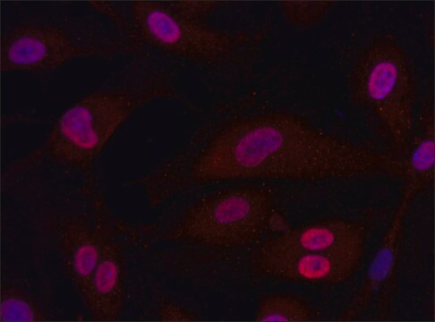 Anti-CTPS (341-355) antibody produced in rabbit IgG fraction of antiserum, buffered aqueous solution