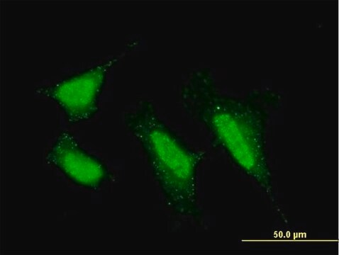 Monoclonal Anti-PRKCI antibody produced in mouse clone 1G11, purified immunoglobulin, buffered aqueous solution