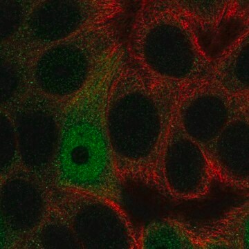 Anti-AP5S1 antibody produced in rabbit Prestige Antibodies&#174; Powered by Atlas Antibodies, affinity isolated antibody