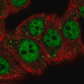 Anti-MED26 antibody produced in rabbit Prestige Antibodies&#174; Powered by Atlas Antibodies, affinity isolated antibody