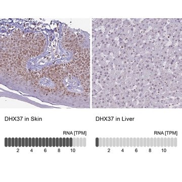 Anti-DHX37 antibody produced in rabbit Prestige Antibodies&#174; Powered by Atlas Antibodies, affinity isolated antibody, buffered aqueous glycerol solution