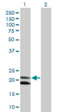 Anti-IFNA4 antibody produced in rabbit purified immunoglobulin, buffered aqueous solution