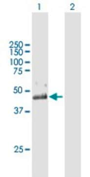 Anti-IL10RB antibody produced in mouse purified immunoglobulin, buffered aqueous solution