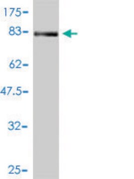 Monoclonal Anti-NR1H2 antibody produced in mouse clone 2H2-H3, purified immunoglobulin, buffered aqueous solution