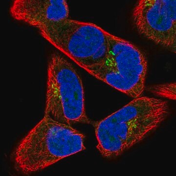 Anti-JAKMIP2 antibody produced in rabbit Prestige Antibodies&#174; Powered by Atlas Antibodies, affinity isolated antibody