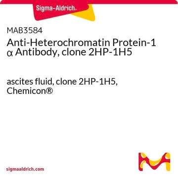 Anti-Heterochromatin-Protein-1&#945;-Antikörper, Klon&nbsp;2HP-1H5 ascites fluid, clone 2HP-1H5, Chemicon&#174;