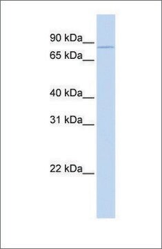 Anti-CPEB3 antibody produced in rabbit affinity isolated antibody