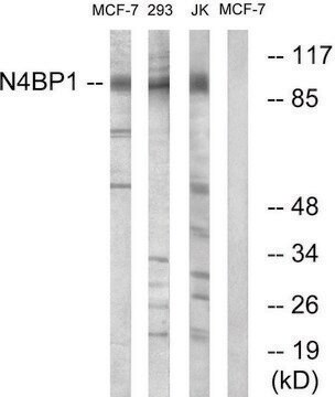 Anti-N4BP1 antibody produced in rabbit affinity isolated antibody