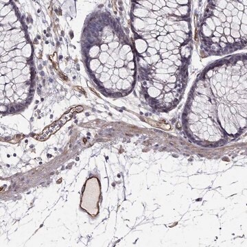 Anti-RASIP1 antibody produced in rabbit Prestige Antibodies&#174; Powered by Atlas Antibodies, affinity isolated antibody