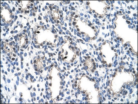 Anti-THOC4 antibody produced in rabbit IgG fraction of antiserum