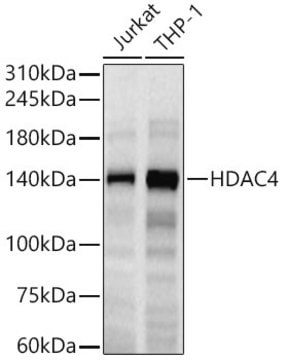 Anti-HDAC4 Antibody, clone 9A6E2, Rabbit Monoclonal