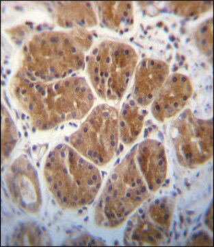 ANTI-EIF2C2 (N-TERM) antibody produced in rabbit IgG fraction of antiserum, buffered aqueous solution