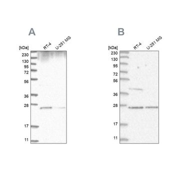 Anti-GRB2 antibody produced in rabbit Prestige Antibodies&#174; Powered by Atlas Antibodies, affinity isolated antibody