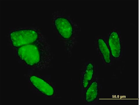 Monoclonal Anti-FLJ23834 antibody produced in mouse clone 8E8, purified immunoglobulin, buffered aqueous solution