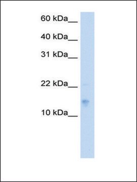 Anti-VAMP5 antibody produced in rabbit IgG fraction of antiserum