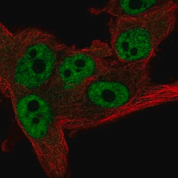 Anti-CNOT11 antibody produced in rabbit Prestige Antibodies&#174; Powered by Atlas Antibodies, affinity isolated antibody