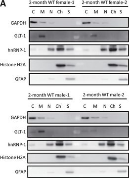 Anticorpo anti-GAPDH from chicken, purified by affinity chromatography