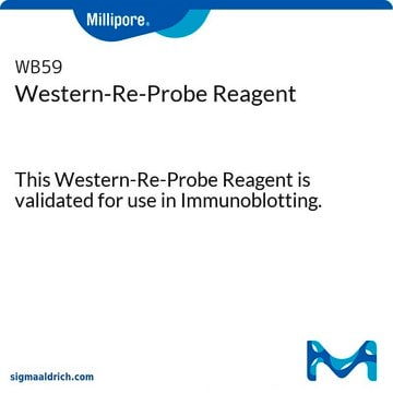 Western-Re-Probe Reagent This Western-Re-Probe Reagent is validated for use in Immunoblotting.