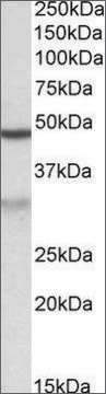 Anti-MOB2 antibody produced in goat affinity isolated antibody, buffered aqueous solution