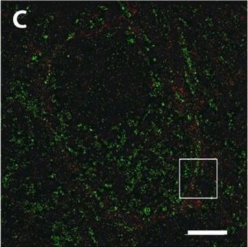 Anti-Cytochrome c antibody produced in sheep ~0.5&#160;mg/mL, affinity isolated antibody, buffered aqueous solution